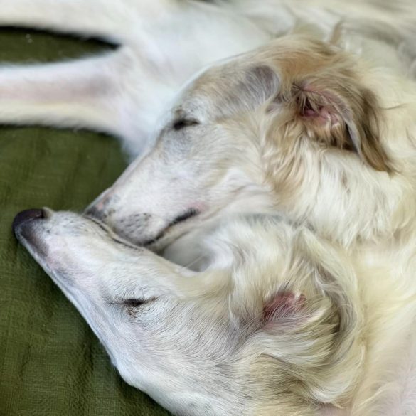 BORZOI_TWIN_HEART_VEYAFEYA